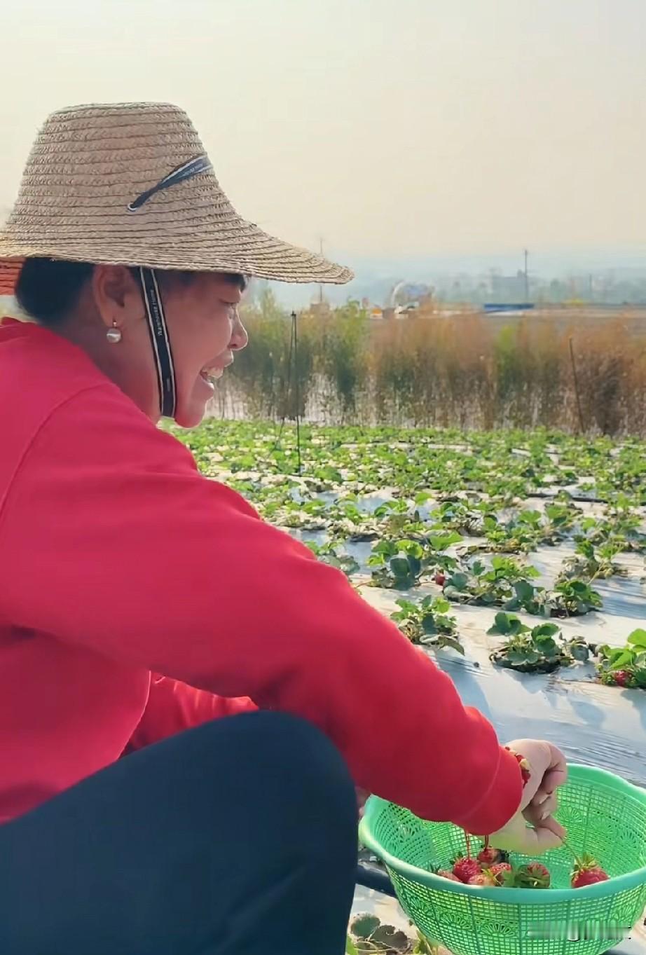 全红婵妈妈来摘草莓了，自己的采摘园，挺好的，想什么摘就什么时候摘，红妹回家也能吃