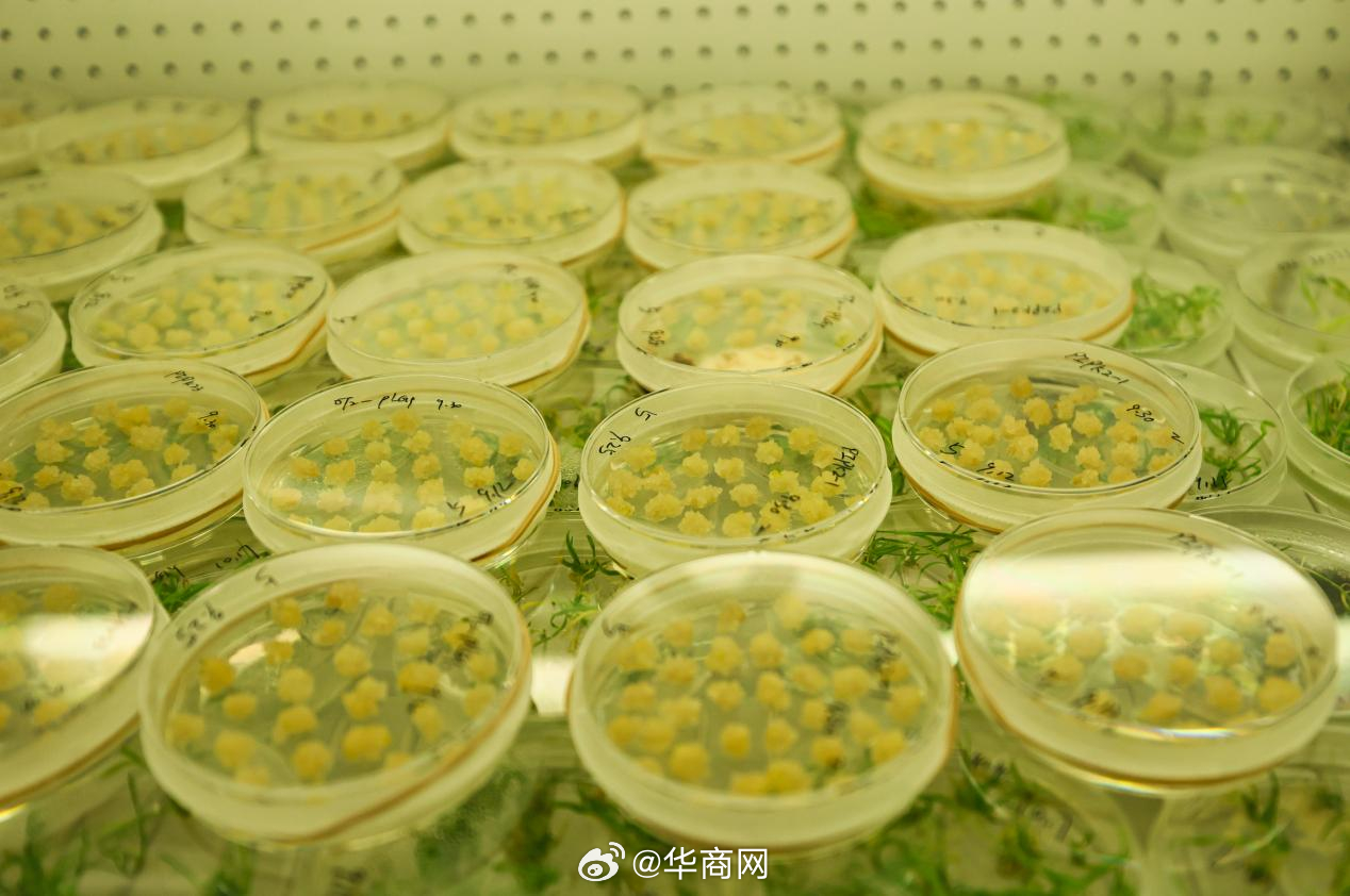 #解码杨凌农科城创新实践# 【高校赋能：激活创新源头活水，锻造人才“智力核”】以