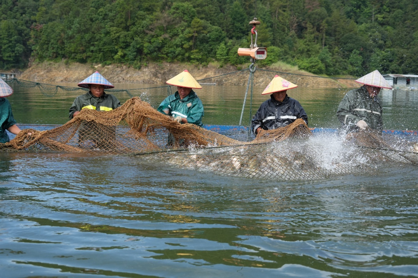 云和夏捕百万斤鲜鱼跑出增收路  云和湖不仅风景美，而且还有鲜美的有机鱼🐟近日夏