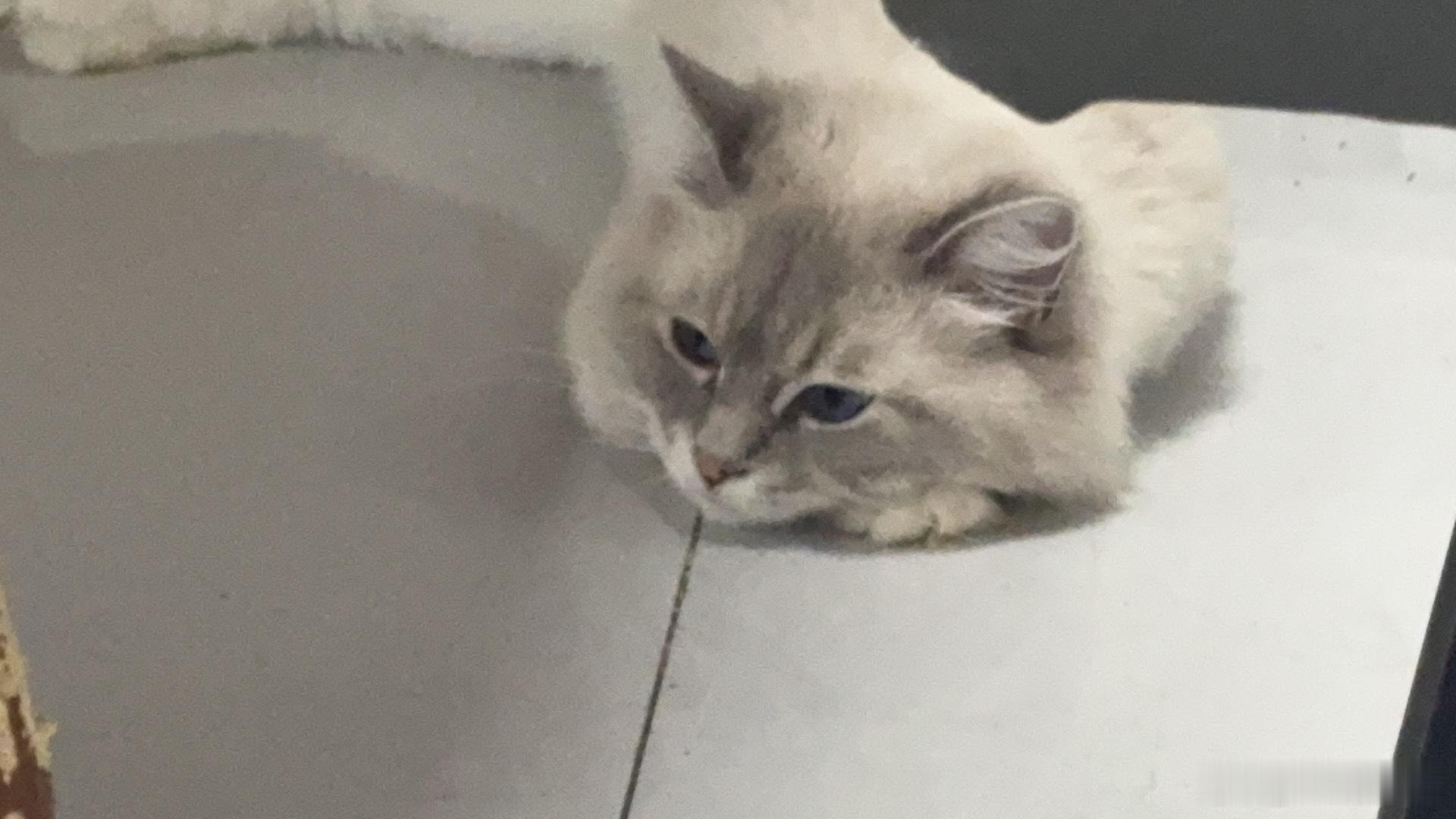 这小猫真可爱好乖 好粘人[哪吒使坏] ​​​