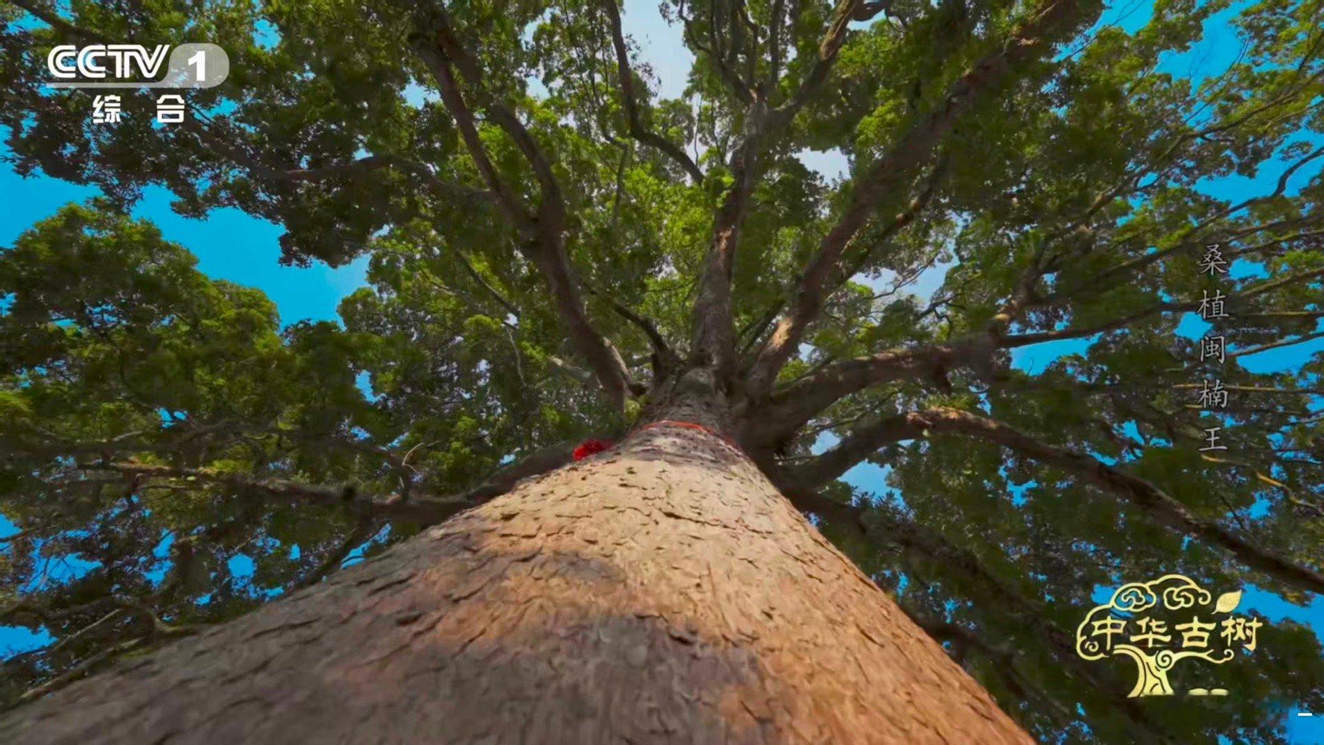 原来金丝楠木不是一种树村口约510年的古树有金色光泽 金丝楠木的秘密，藏在湖南桑