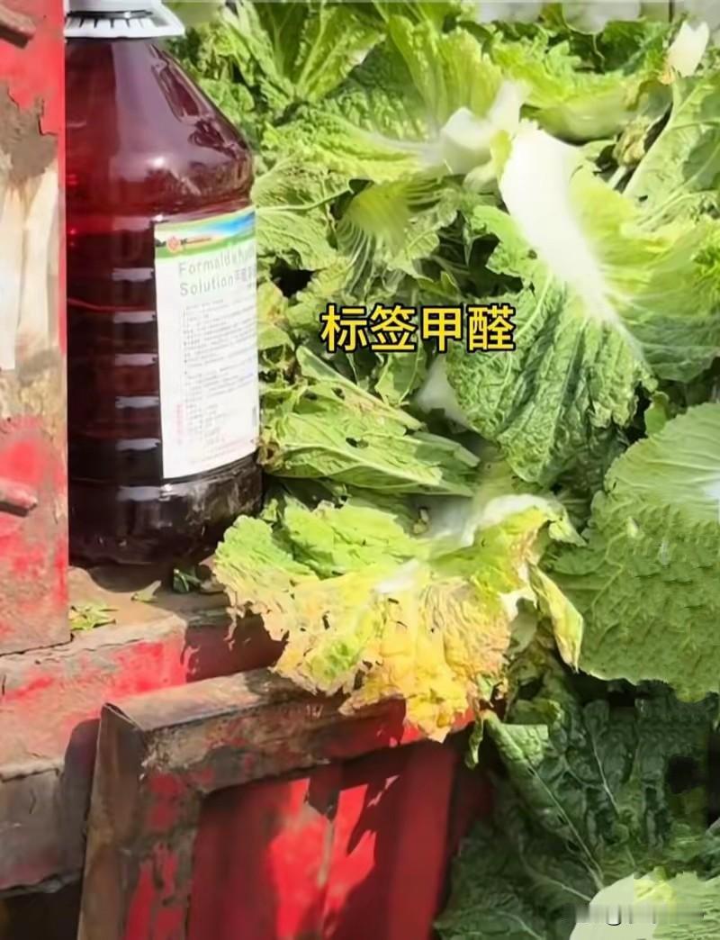 白菜装车前蘸甲醛：这哪是保鲜，是把老百姓的胃当垃圾桶
·
8月22日下午，“康保
