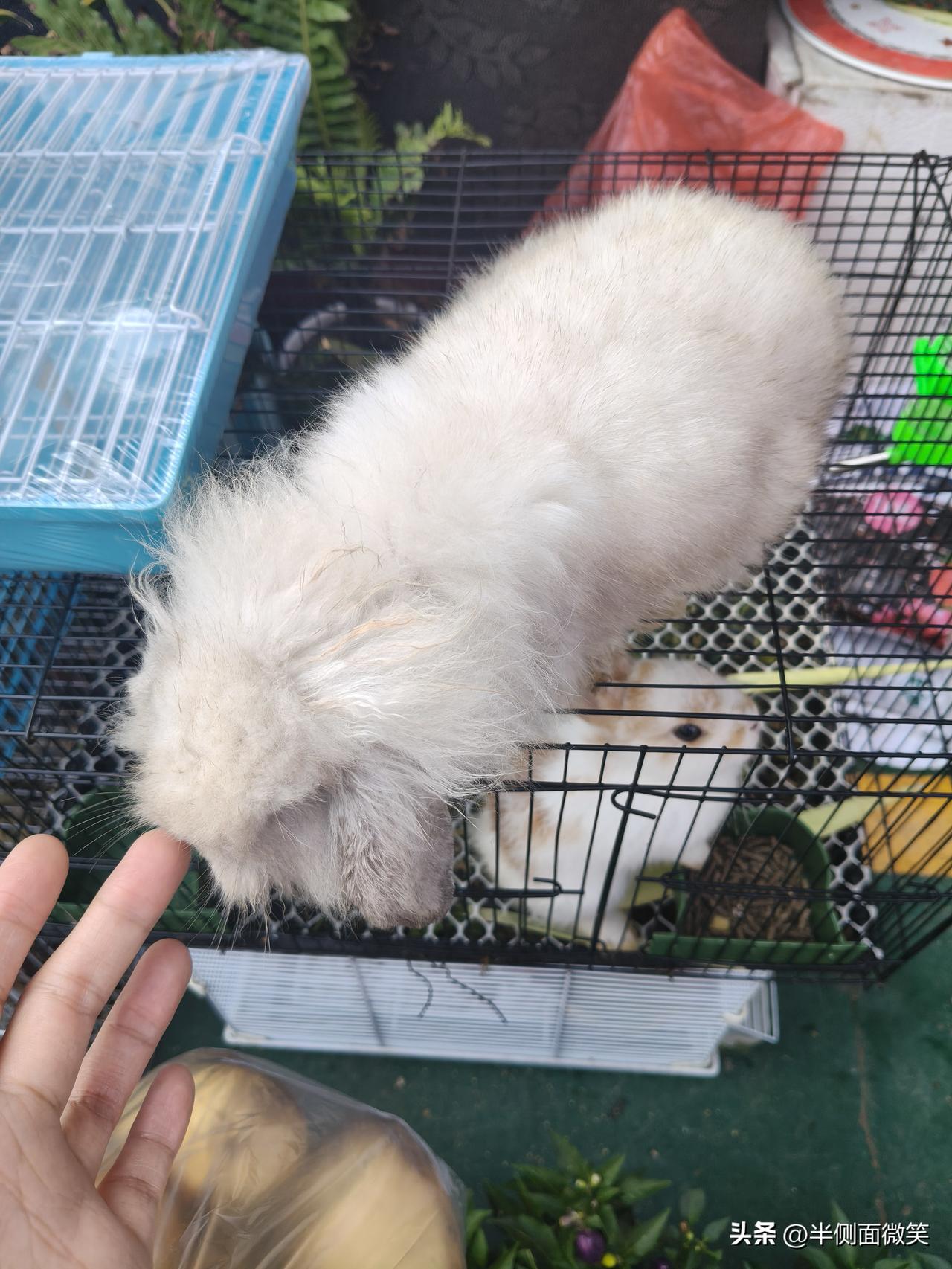 好乖