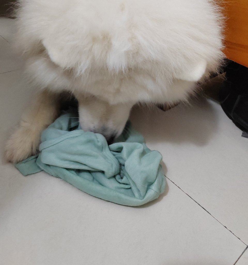 又不做好狗了。 