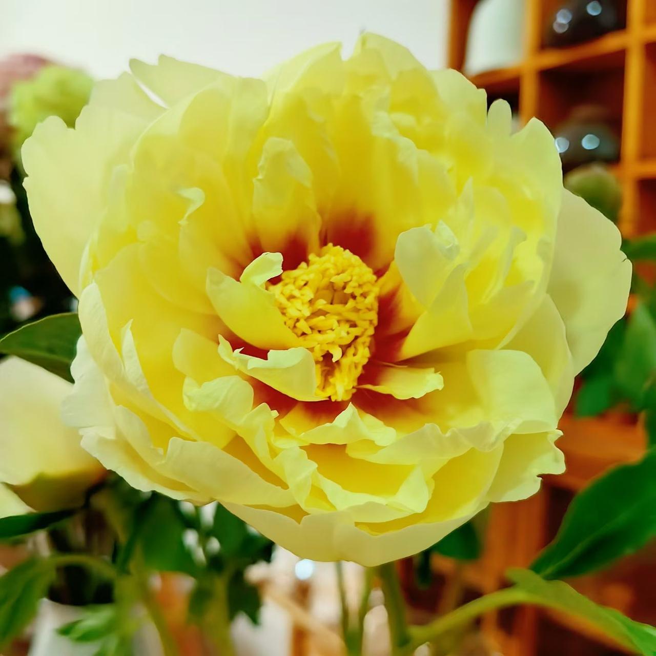 芍药花开，倾城绝色。
不与百花争早春，暮春时节自芳菲 。