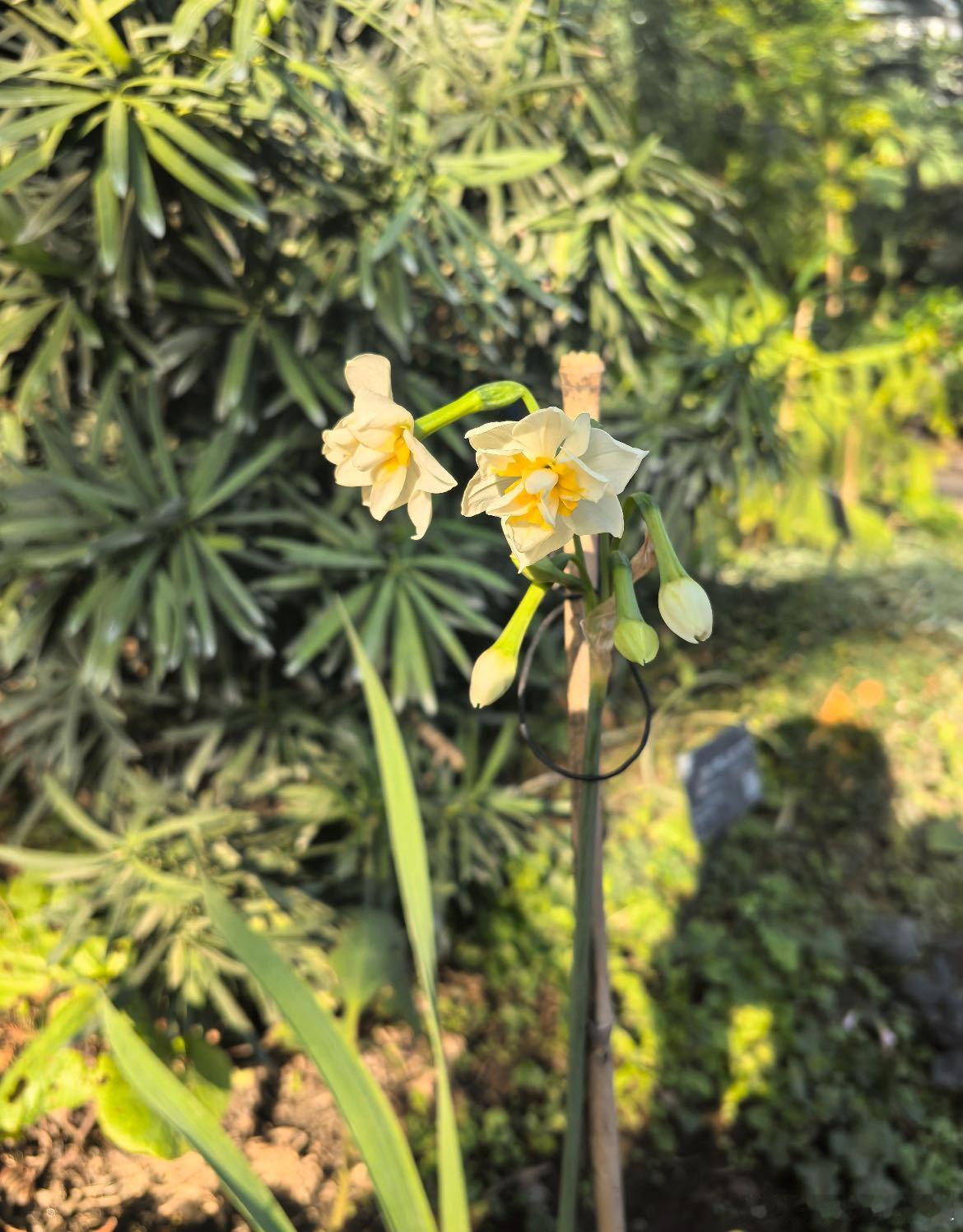 有一种水仙叫舞蹈家 送给朋友当新年礼物再合适不过，颜值高寓意还好，收到的人都觉得