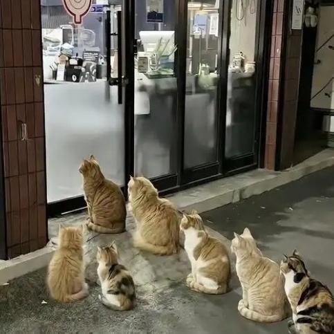 北京朝阳一家烤鸡店的老板每天晚上打烊的时候，都会把没有卖完的东西投喂流浪猫。久而