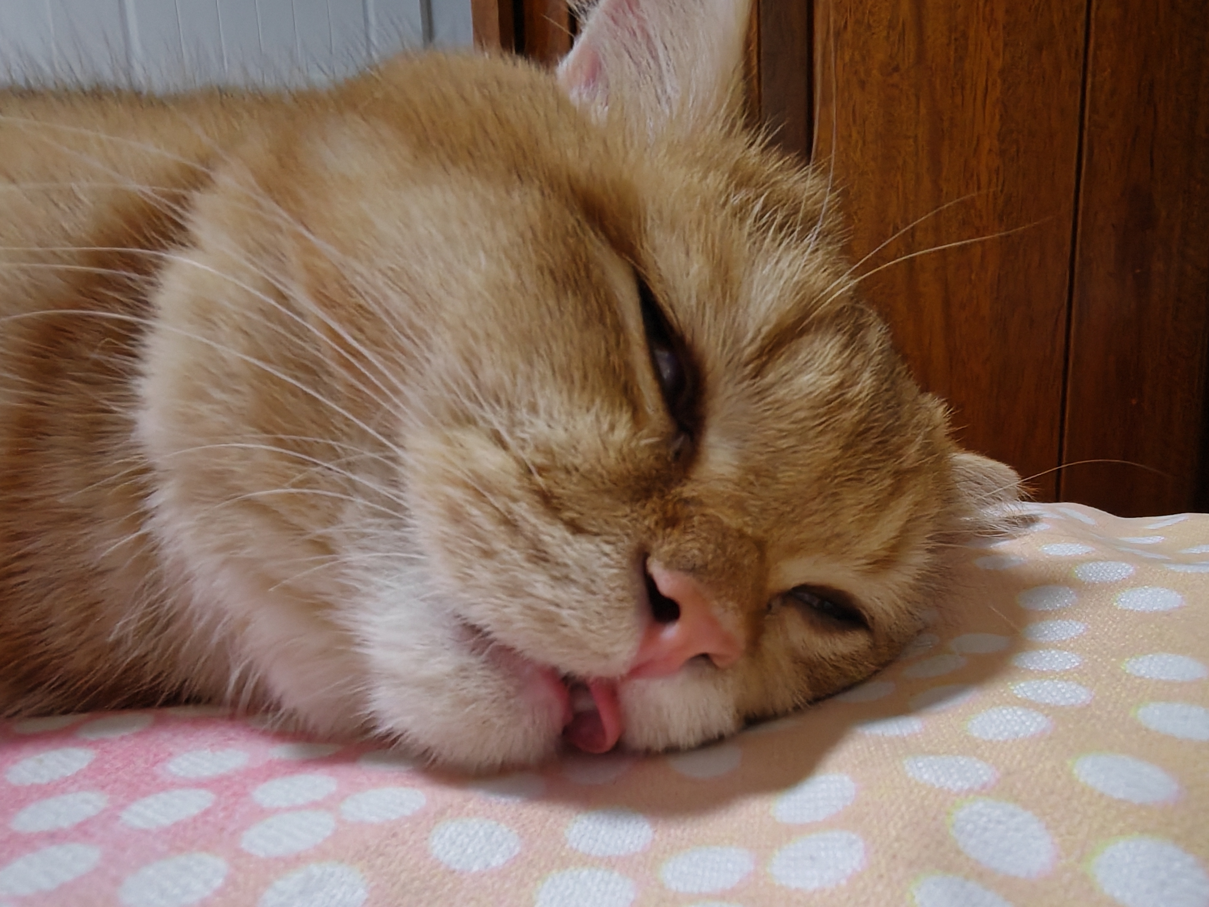 这睡相简直了猫咪宠物卖萌中心猫咪 ​​​