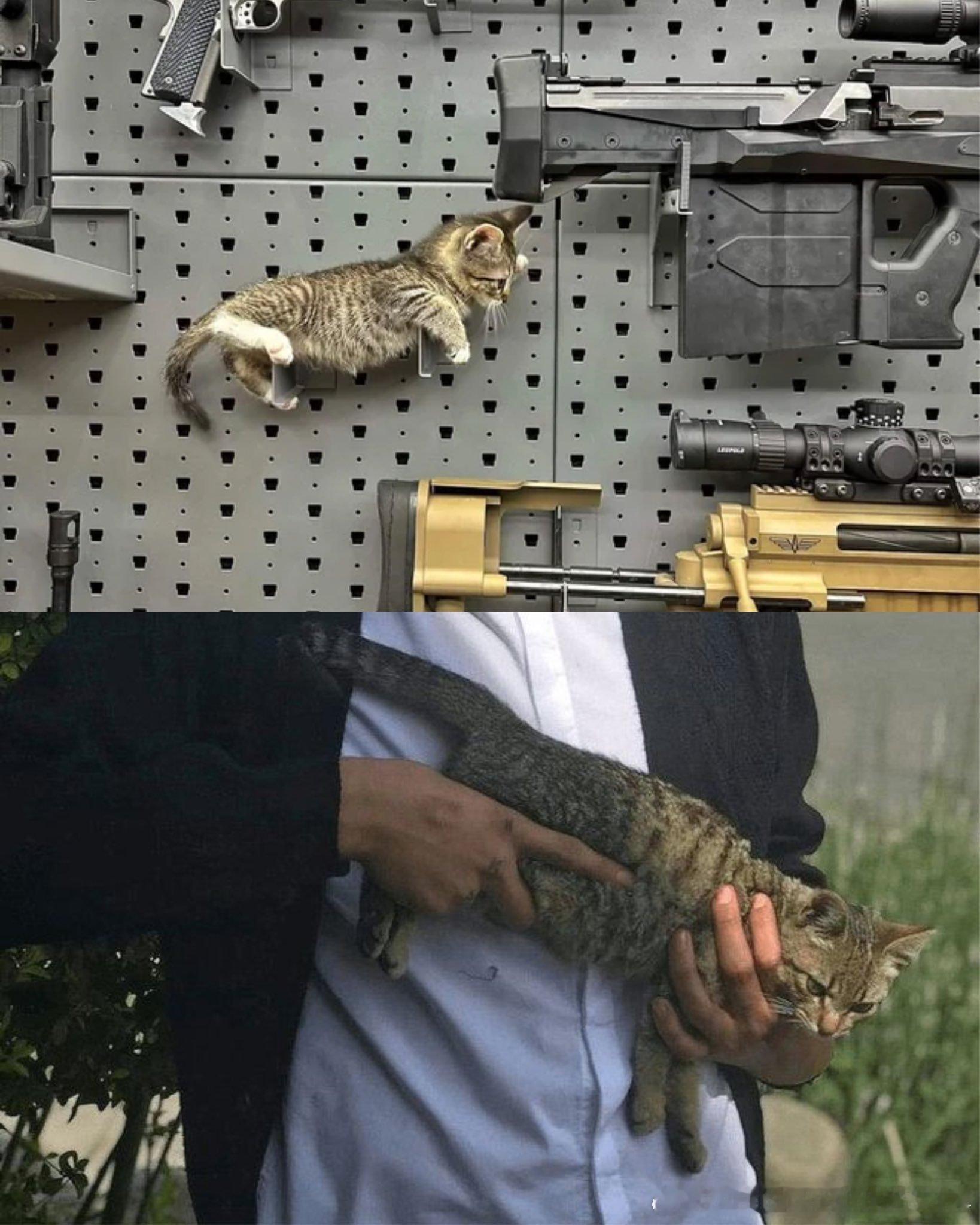 喵gun 