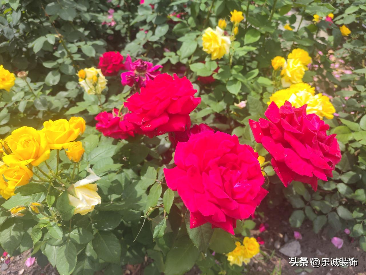 五月的街头，被月季悄悄承包了所有浪漫。
一丛丛、一簇簇热烈铺展，花型饱满娇艳，色