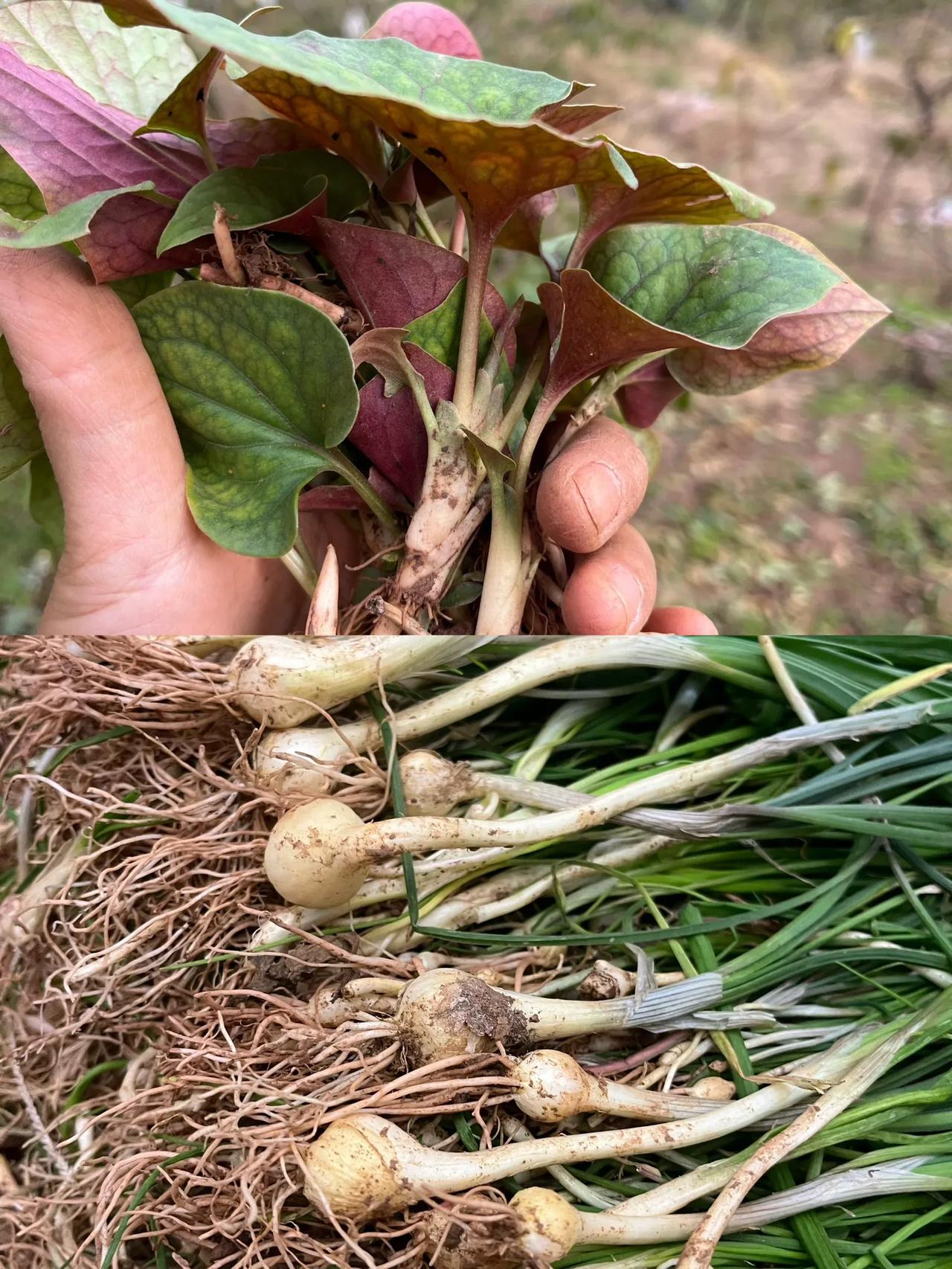 龙泉山挖野葱｜意外发现大片折耳根😄

这次龙泉山挖野葱，收获有点大呀！挖了好多