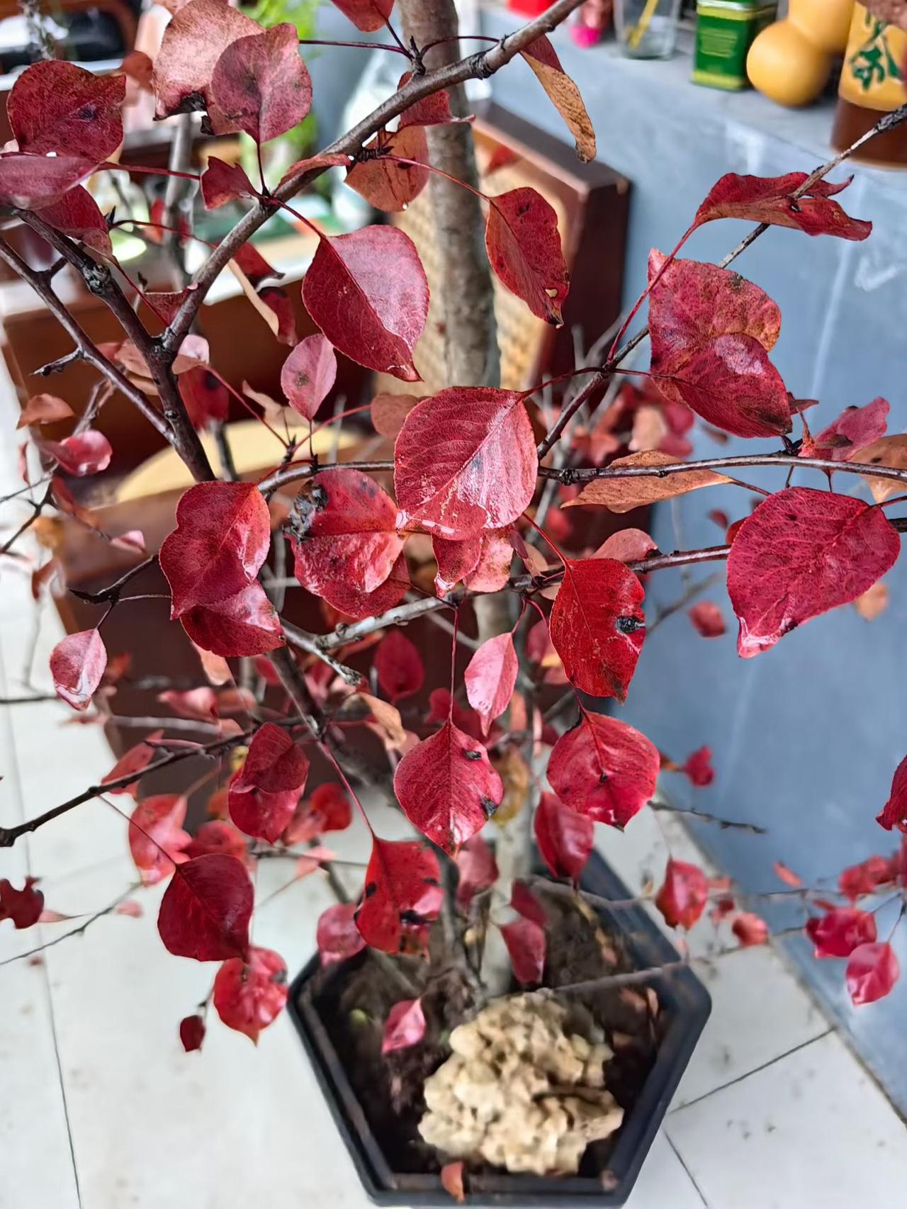 昨日秋深情尽处，今晨雨冷已是冬。
​富贵穷途两不计，人世繁华转头空。
​歃血对饮