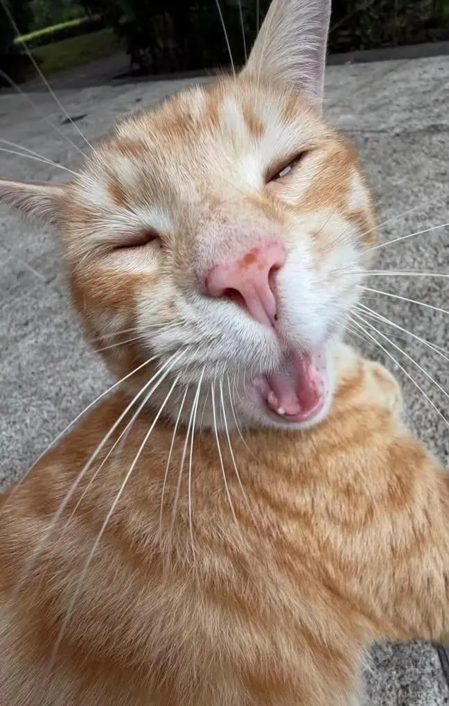 求猫的丑照，像是这种meme