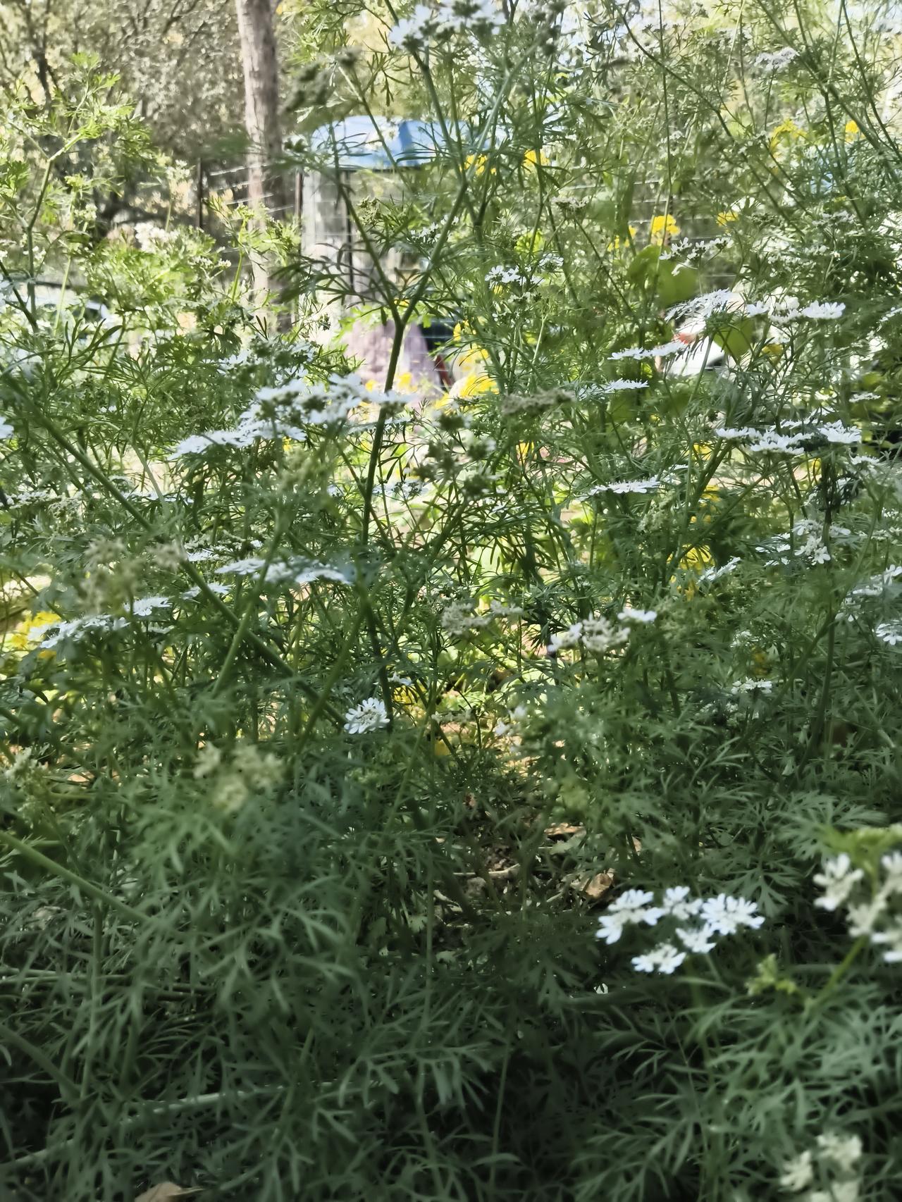 记录我的2026没有想到芫荽开的花也这么漂亮啊。有时候快乐来的就是这么简单，随随