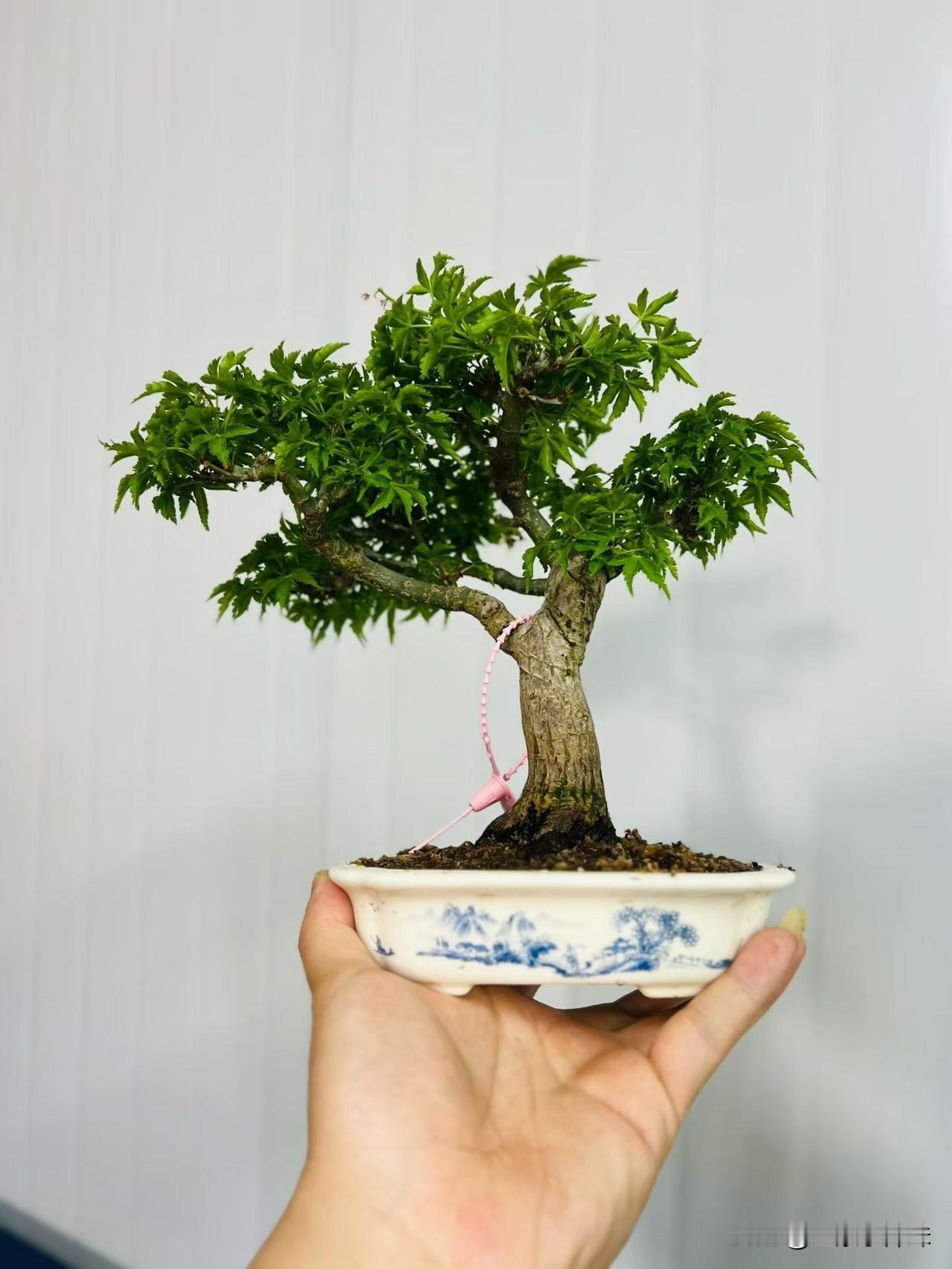 手里捧着一盆有福气的盆景