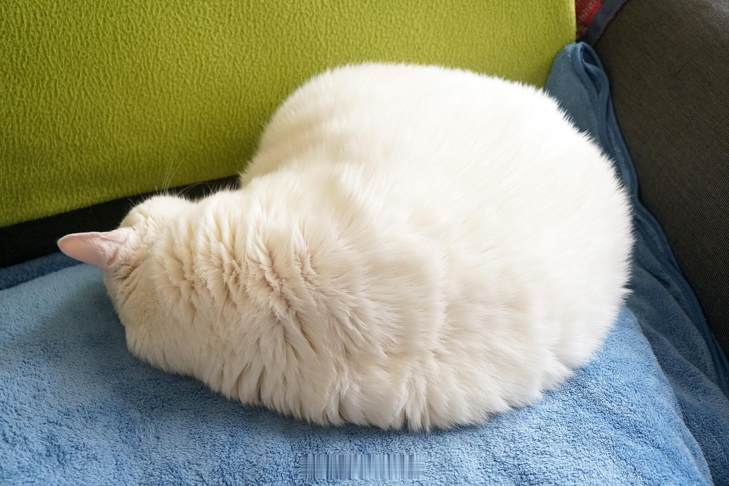 睡得真香～ ​​​