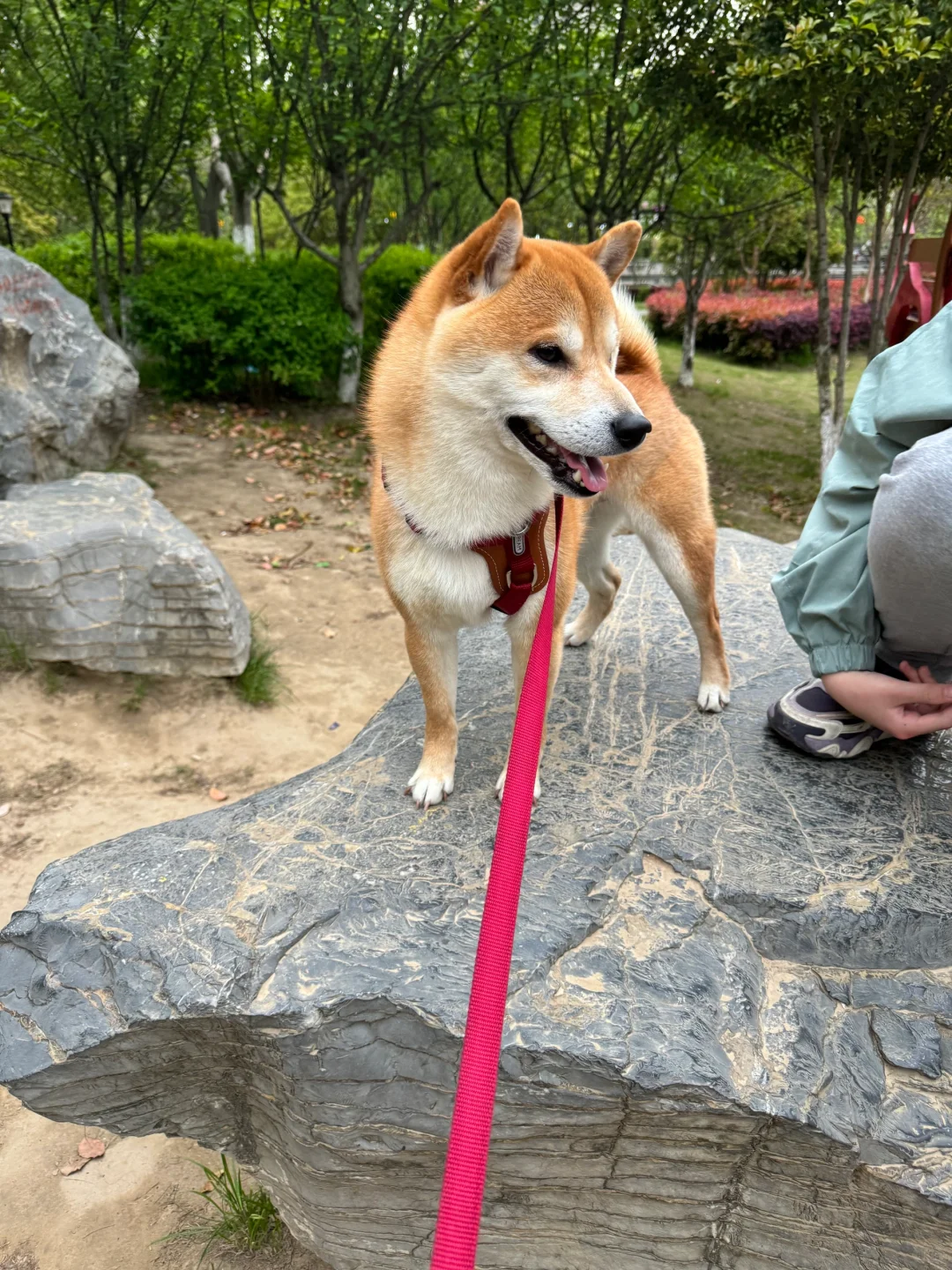 狗长大了出去遛遛