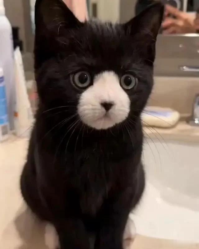 人类不能没有小猫咪～