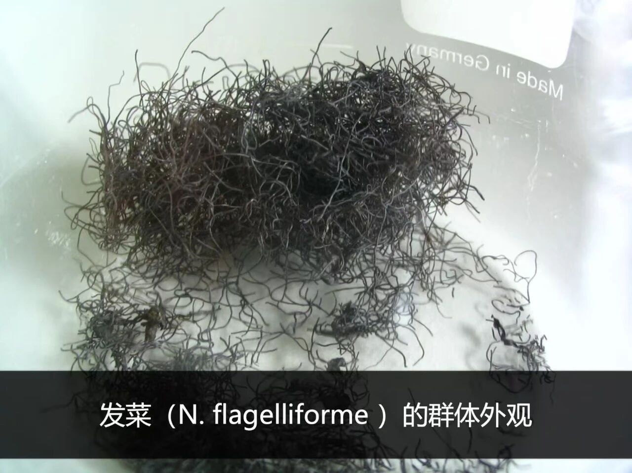 每天一条冷知识 “发菜”的学名叫发状念珠藻，主要生长在我国西北地区的干旱、半干旱