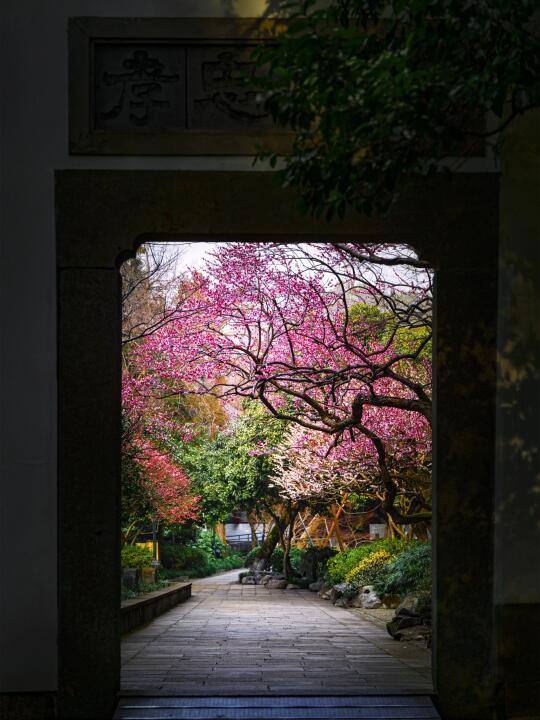 ㊙️密花园：一扇门开启的梅花仙境之旅🌸