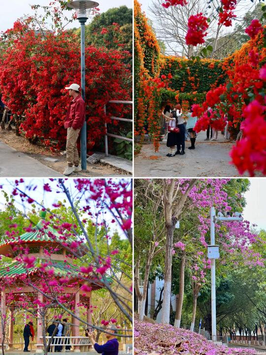 广州华农大赏花citywalk攻略（2/20实拍）