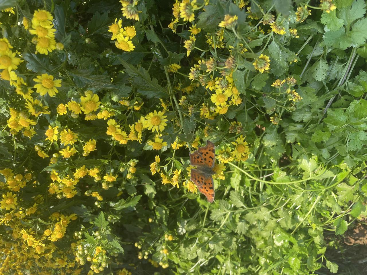 分享一下你随手拍下的照片蝴蝶落在了野菊花上，绿色黄色橘色，层叠出美丽