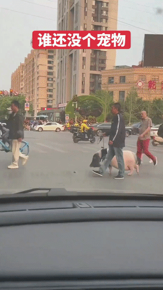 现在的人真是养什么宠物的都有。
除了有常见猫狗以外。
甚至还有鸡、鸭、鹅、乌龟、