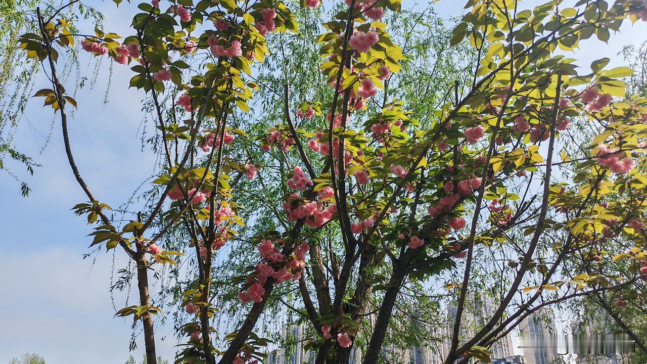 请对下联。
上联：东风一夜春光绽
下联：北斗五更夏色明
         （下联