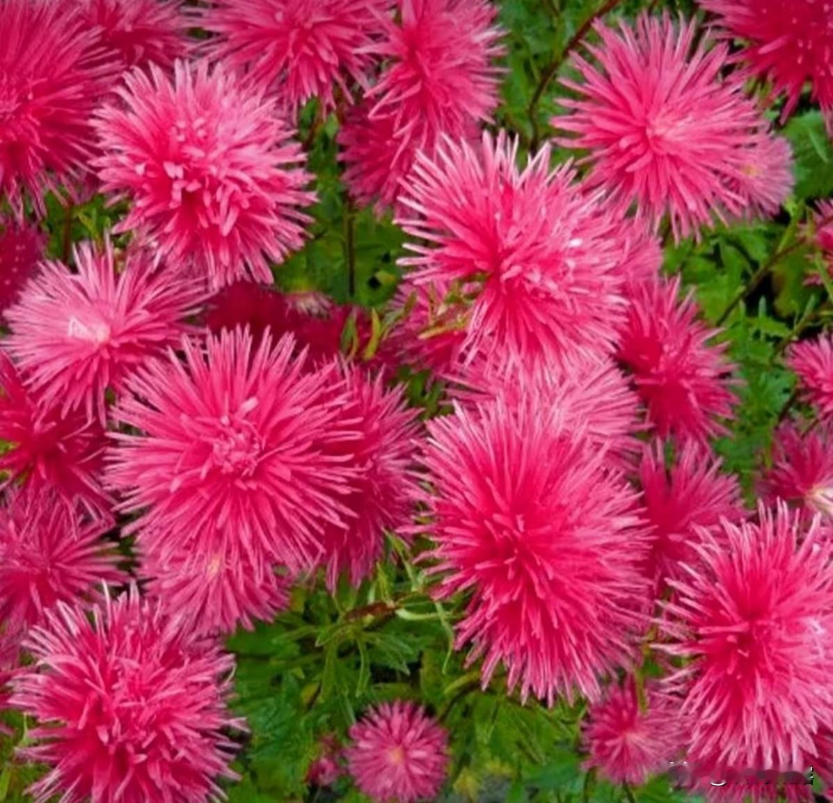 分享一组艳红美丽的翠菊。
翠菊观赏价值高，色彩鲜艳，形状多样，花多且花期较长，是