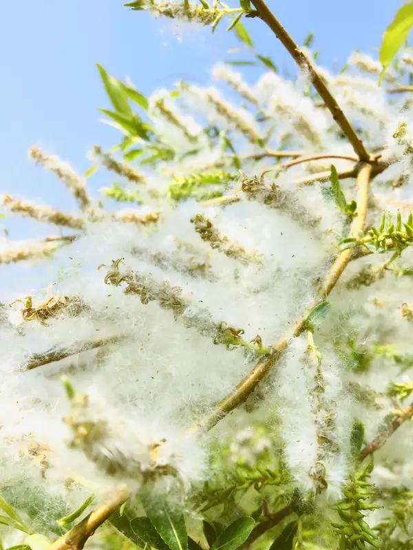 被柳絮攻击

漫天柳絮“攻击”！看着浪漫，实则很伤身。
 
一到四月，漫天飞絮如