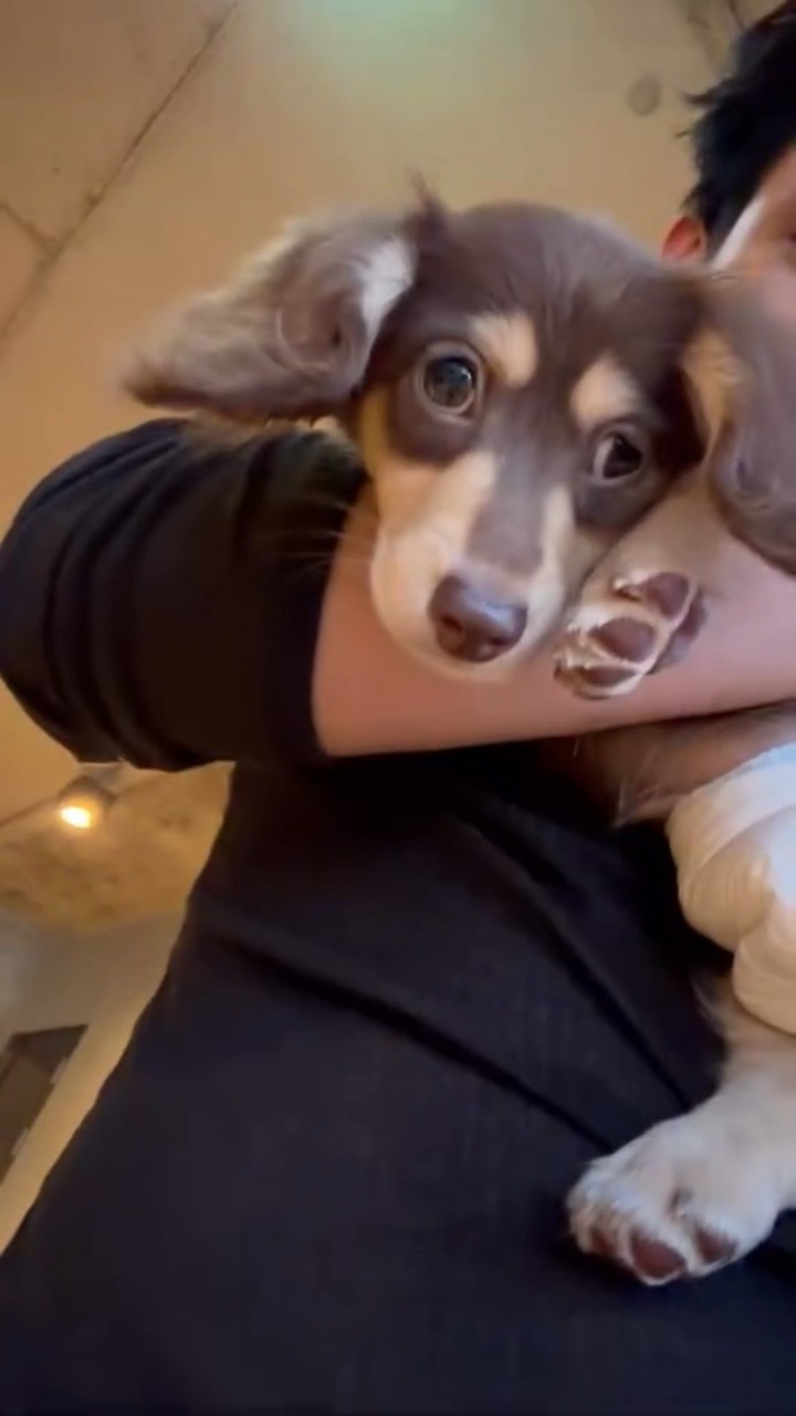 awwww 咪和小狗 ​​​