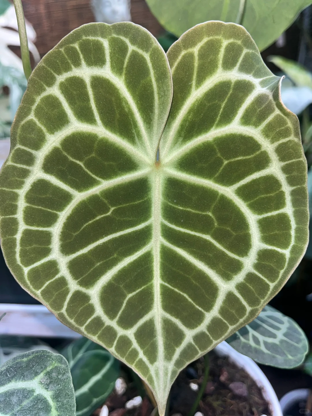密纹粗脉克莱恩
