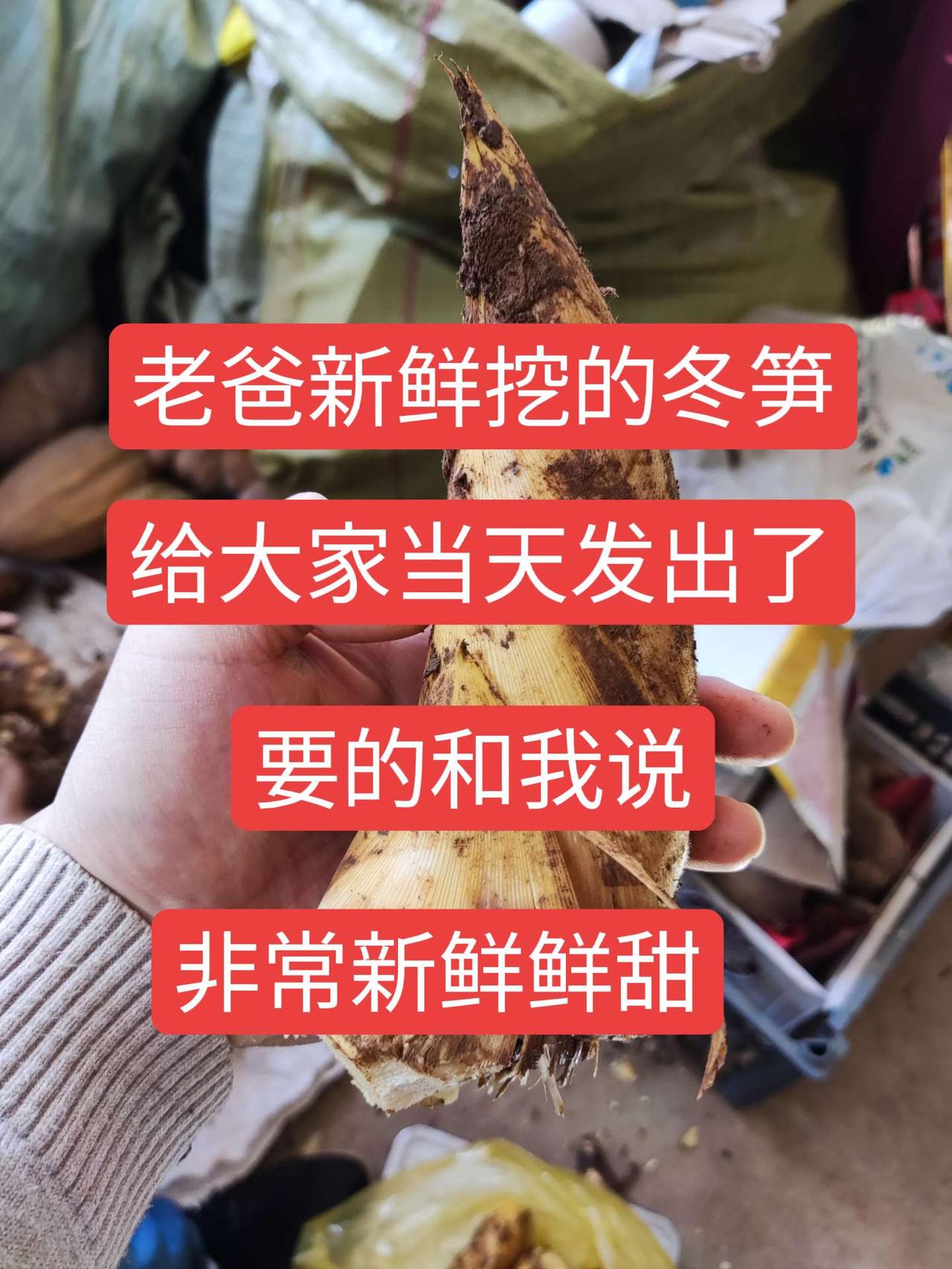 挖冬笋 纯天然绿色食品 大山里的味道