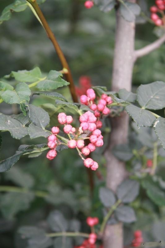 分享一个驱寒祛湿的养生小妙招：
自制“食盐三宝”热敷包！✨
用食盐作为基底，
加