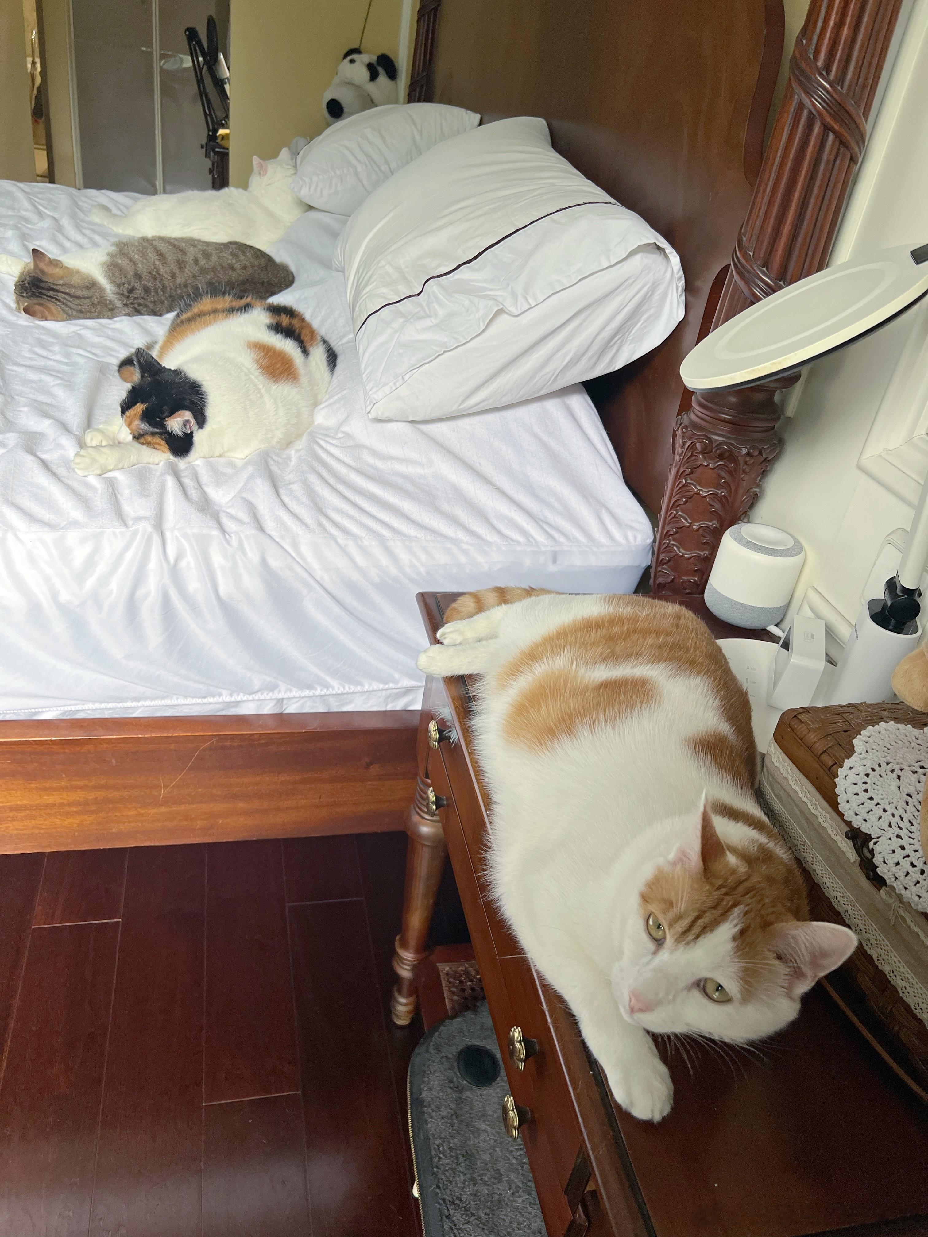 我猴猴吃饭不能上桌，睡觉不能上床，我真的哭死[苦涩] ​​​