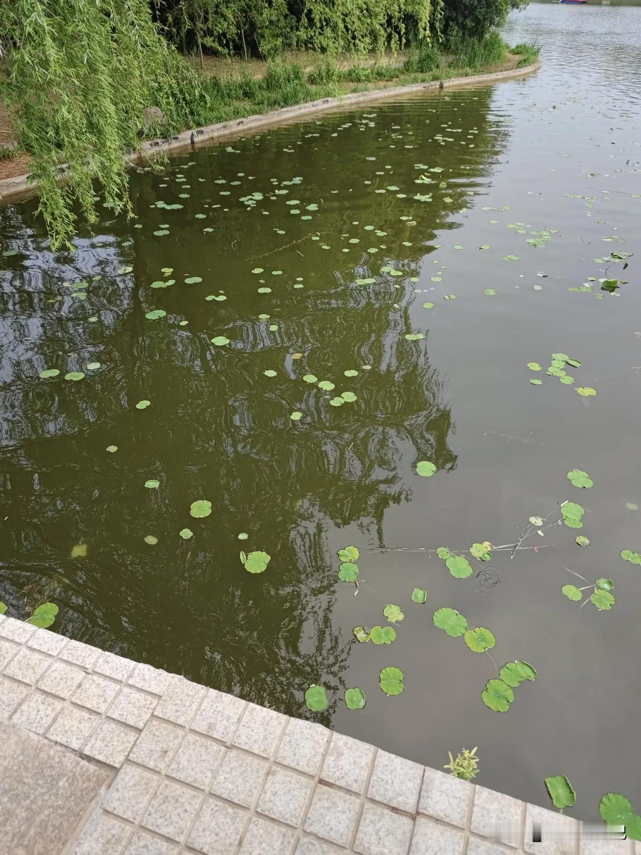 春日生活打卡季郑州这天跟闹着玩儿似的，风嗖嗖刮得说冷又冷了，还要下雨，穿个薄毛衣