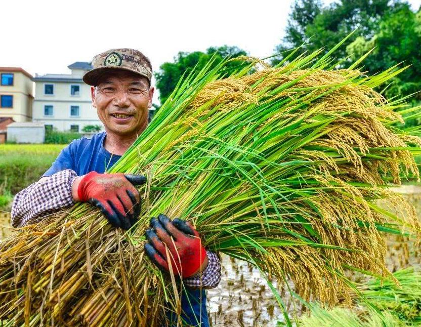晚稻的丰收，为宁远县湾井镇田心村的村民们铺就了一条致富之路。村民们通过种植优质水