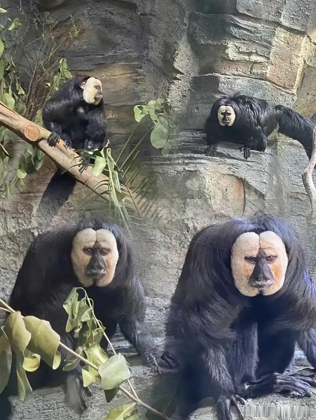 这是什么动物？晚上出来能吓死人！ ​​​