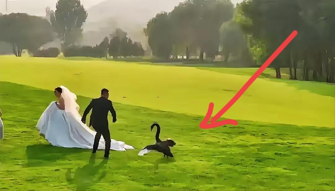 婚纱照突遭黑天鹅“抢亲”？新郎捧花护妻，真相暖哭所有人！
 
山东济南这对新人的