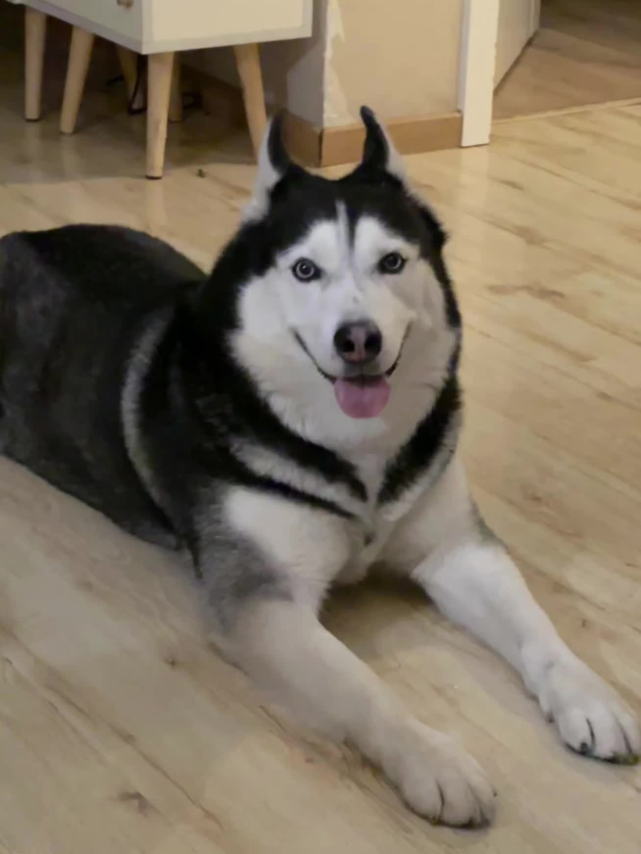 小狗要经常夸 这样就会越来越可爱❤️