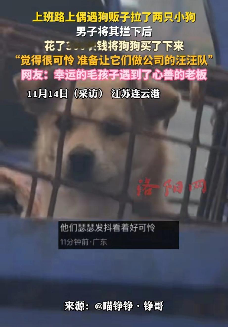 江苏连云港，一位老板开车去上班，途中看到前方一辆电三轮的铁笼子里关着两条土狗。土