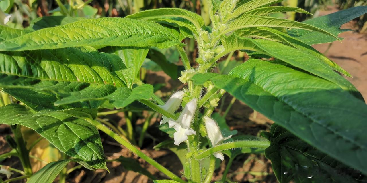 这是什么花？你知道吗？
    小时候，母亲总是在田间地头种一些这高高的节节高，