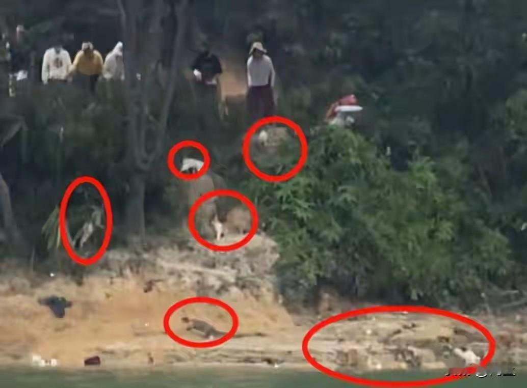 广东清远迎咀水库的画面能把人看炸：上千只猫被放生团从笼里倒出来，伴着大悲咒的音乐