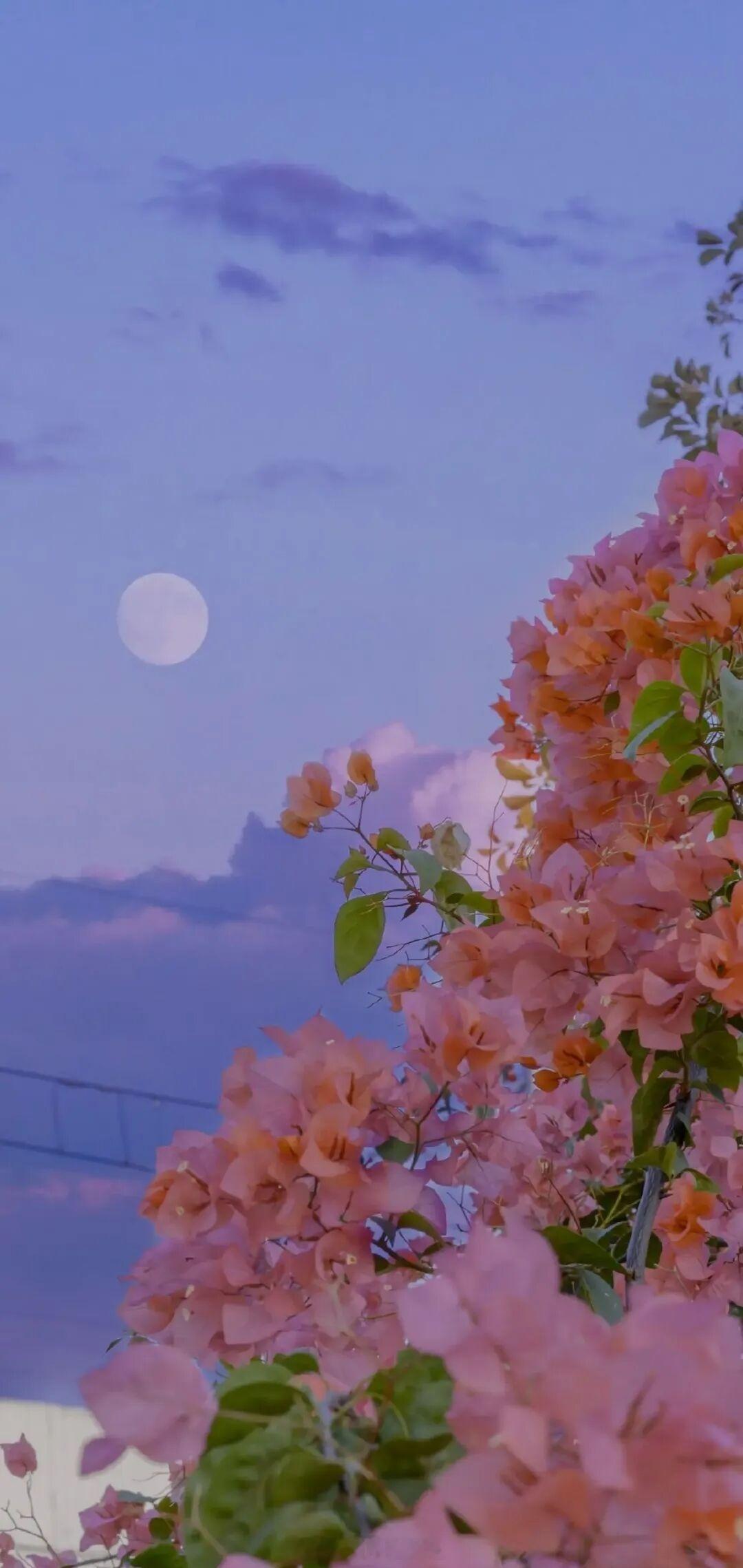 你不必是谁的掌上明珠，但你必是自己的独家珍宝。——世界之外早安 ​​​
