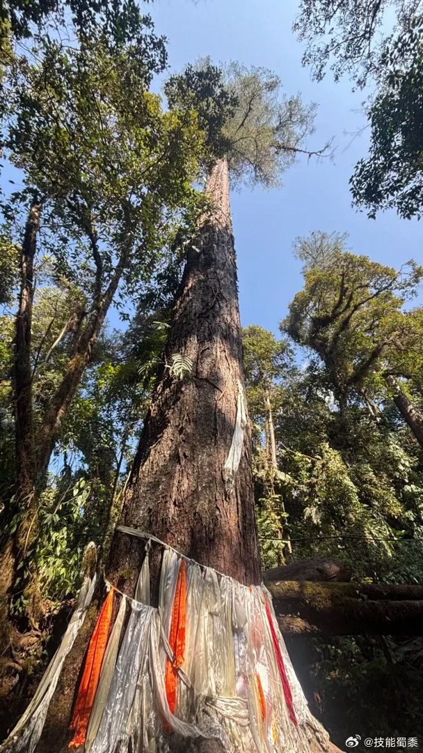 西藏松树顶开出杜鹃花大自然在70米高空藏着浪漫站在墨脱雨林里仰头看这棵树，脖子酸