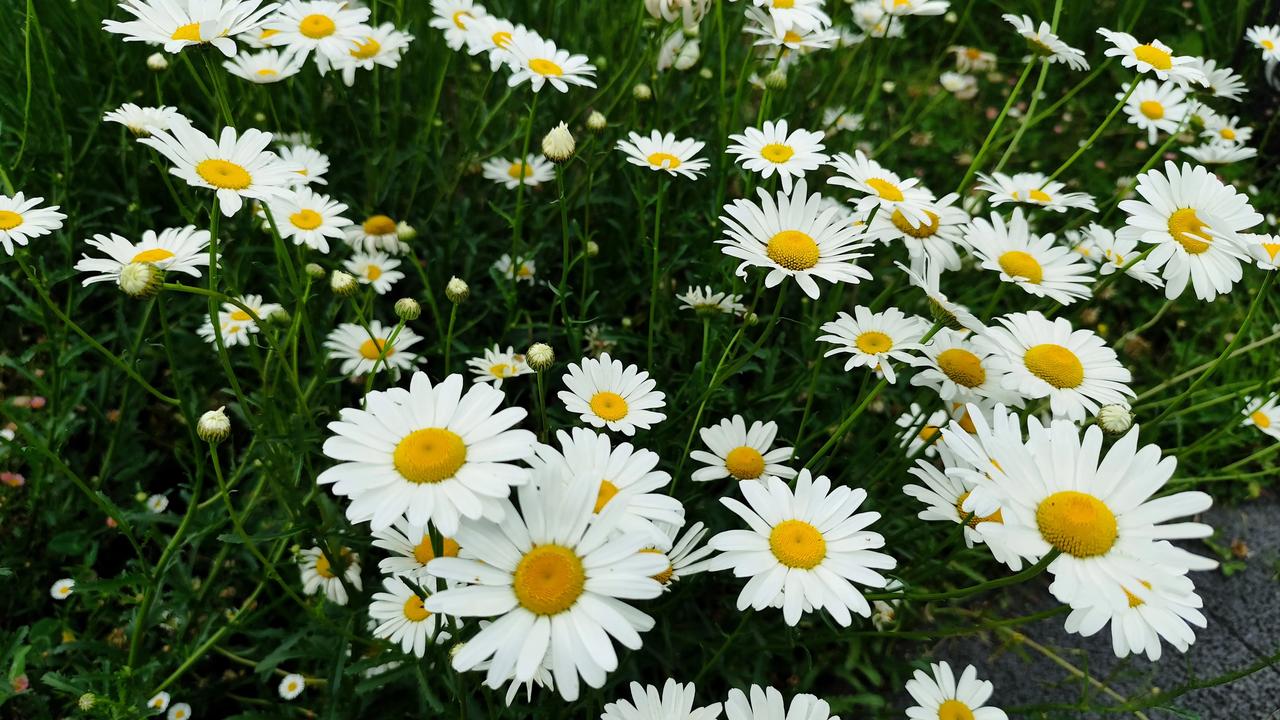 春日生活打卡季春日花花的世界，美极了！分享你每日随手拍的风景