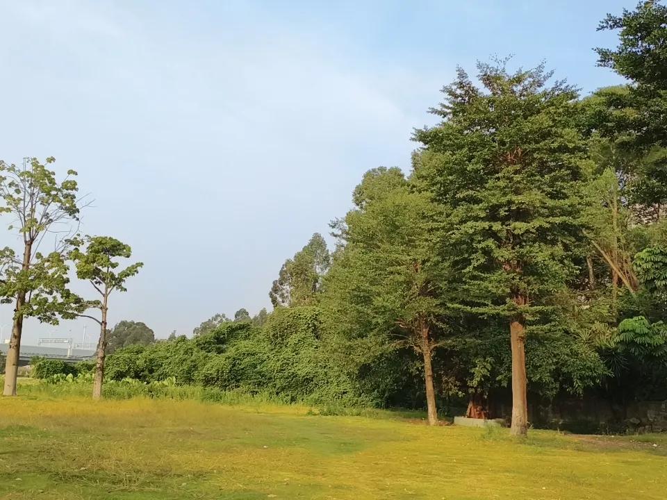 树木，小草，你们每天都在做什么，你们的意义是什么？为什么存在这个世界？为什么活着