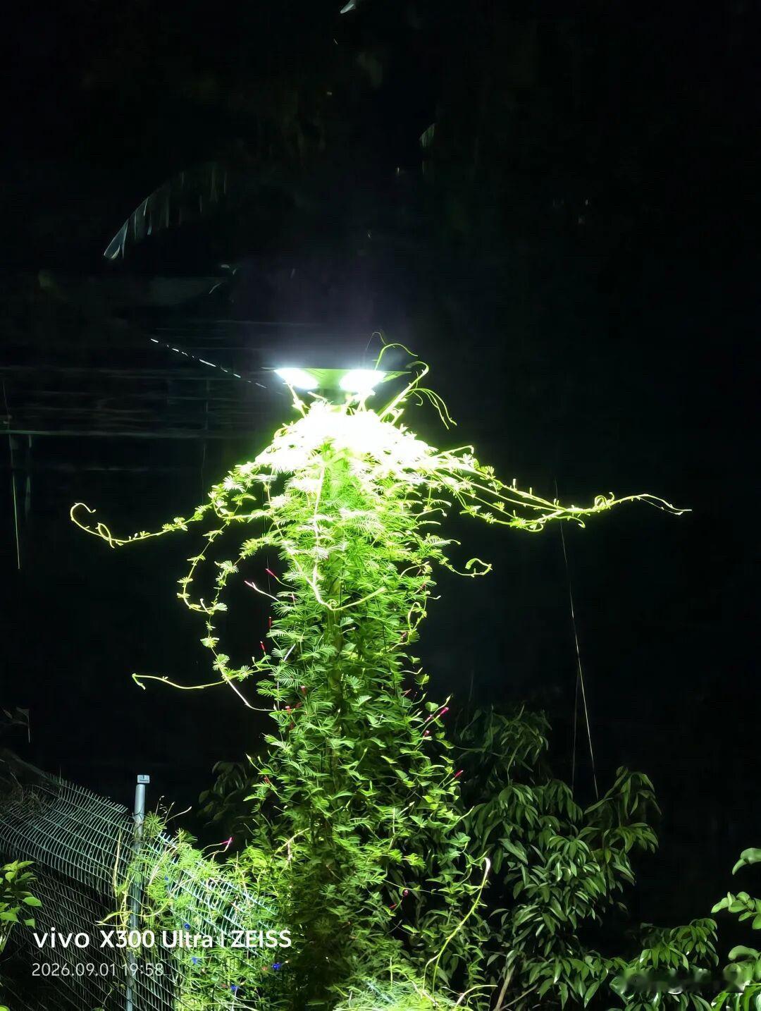 晚上出来看见这个……估计得吓一跳吧？
好家伙，被外星人盯上了的赶脚？
看拍照时间