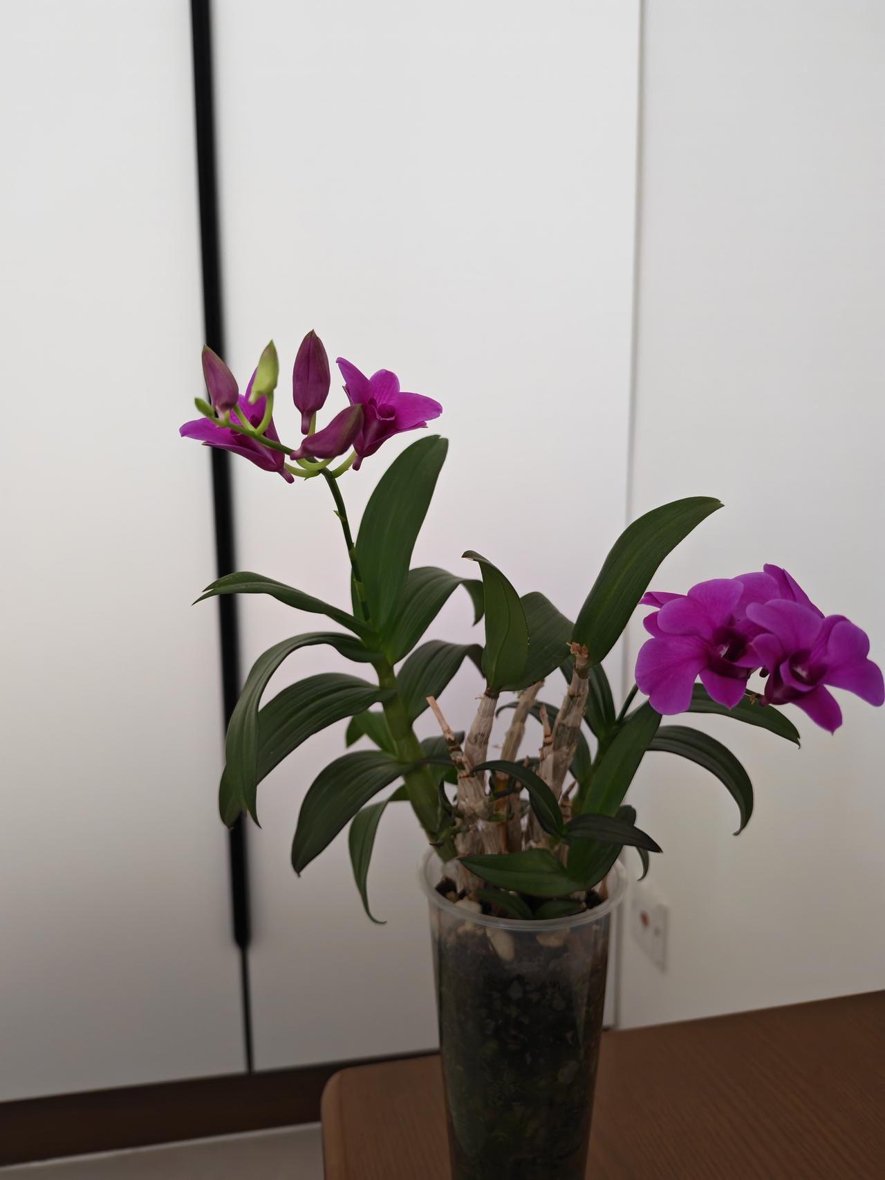 这株奄奄一息的秋石斛，仅剩下三根枯萎的光杆。我把它种在了无孔的奶茶杯里，没想到它