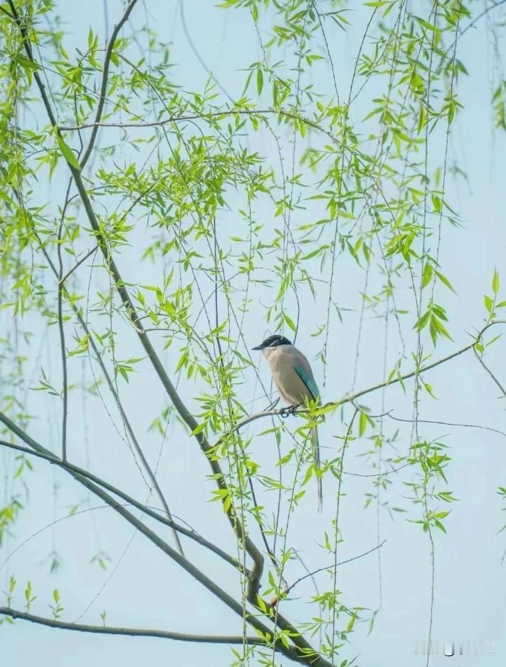 今天我要去修牙，有点闹心。我的牙有两个问题，我现在犹豫不决，该怎么办？

一个问